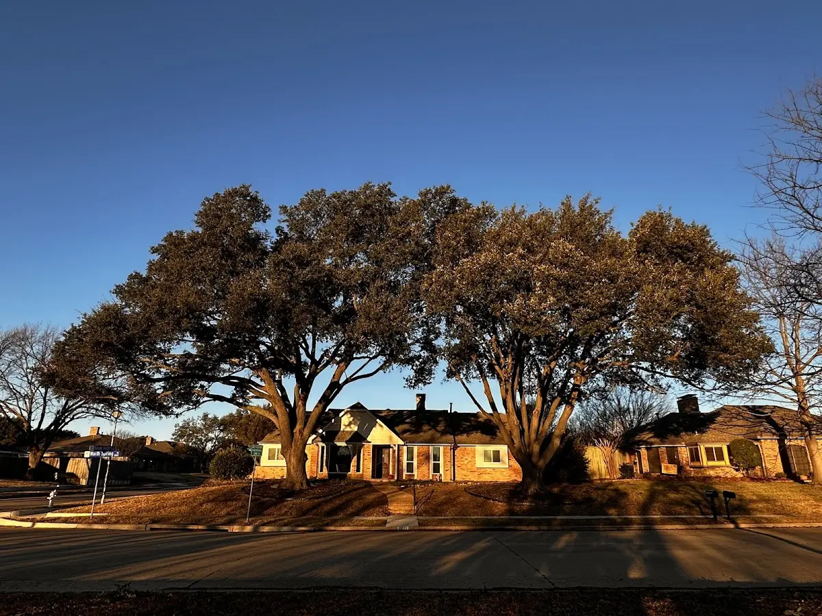Established residential canopy tree shading a home in Union City
