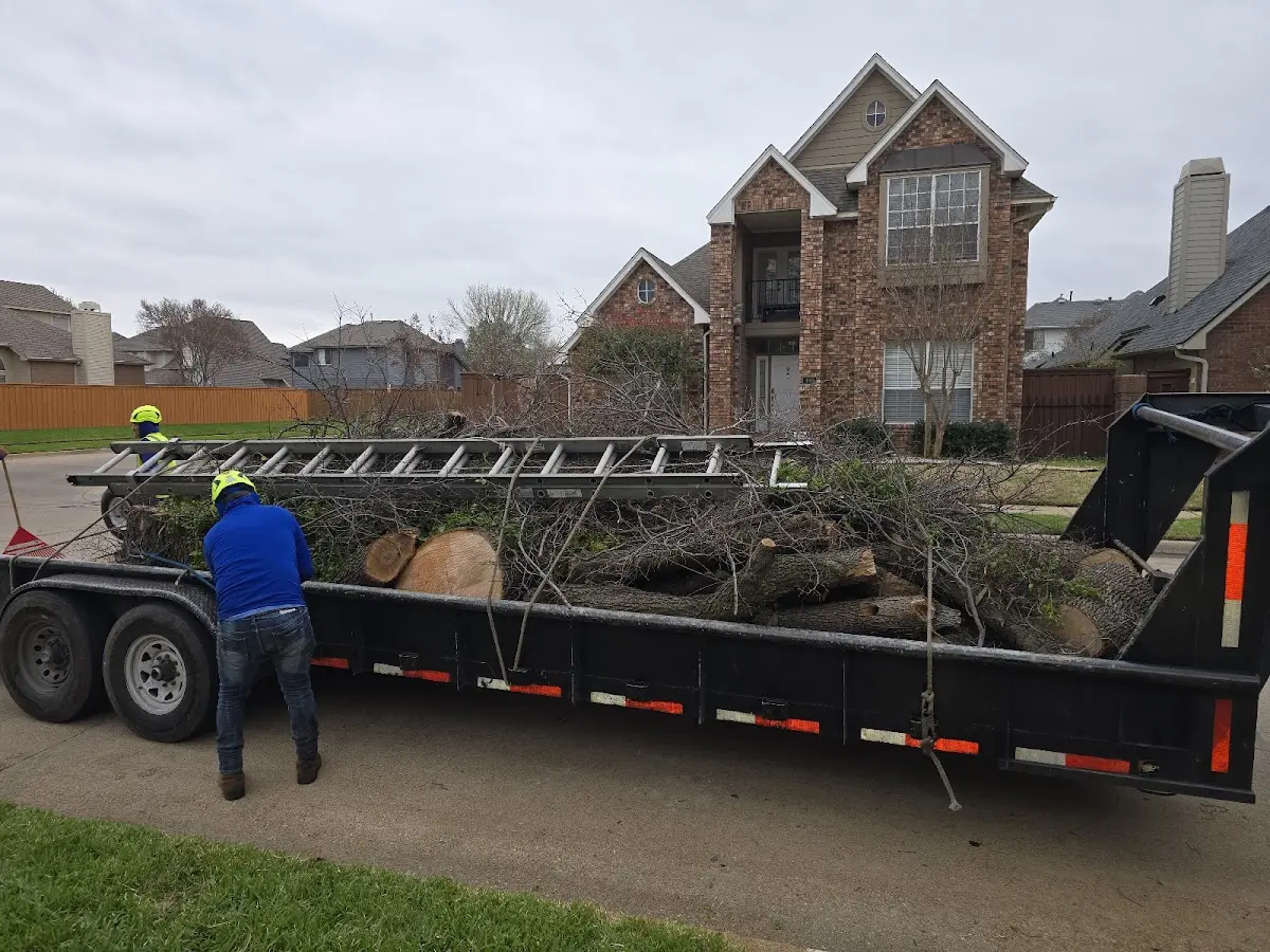 Expert Tree Removal with proper safety equipment in Union City